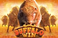 BUFFALO WIN